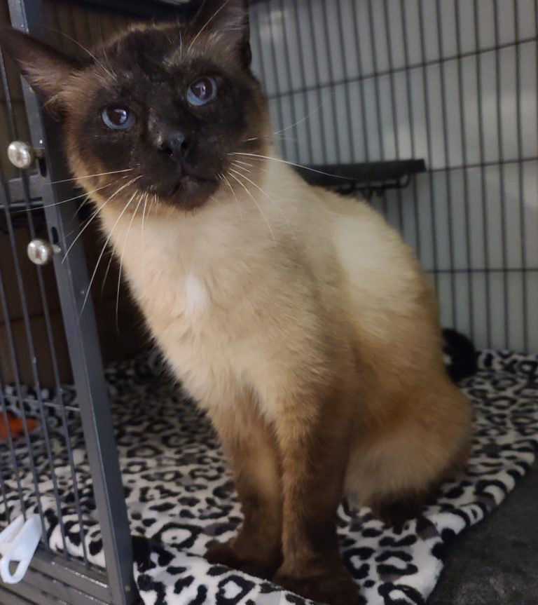 Abandoned Siamese Polydactyl Cat Has Paws As Big As His Heart! - Cole ...