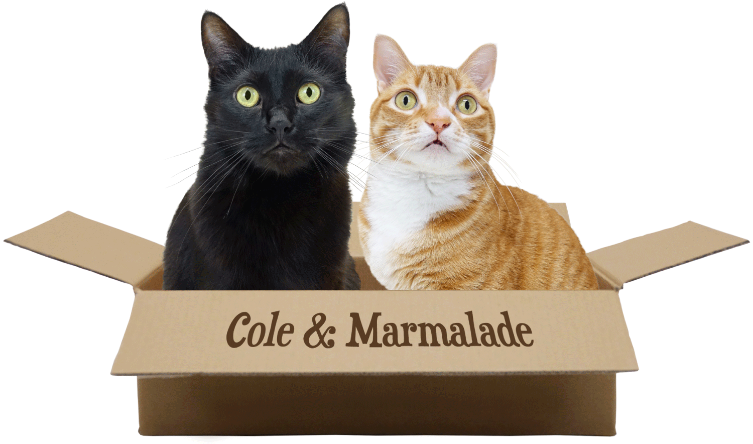 Home Cole & Marmalade