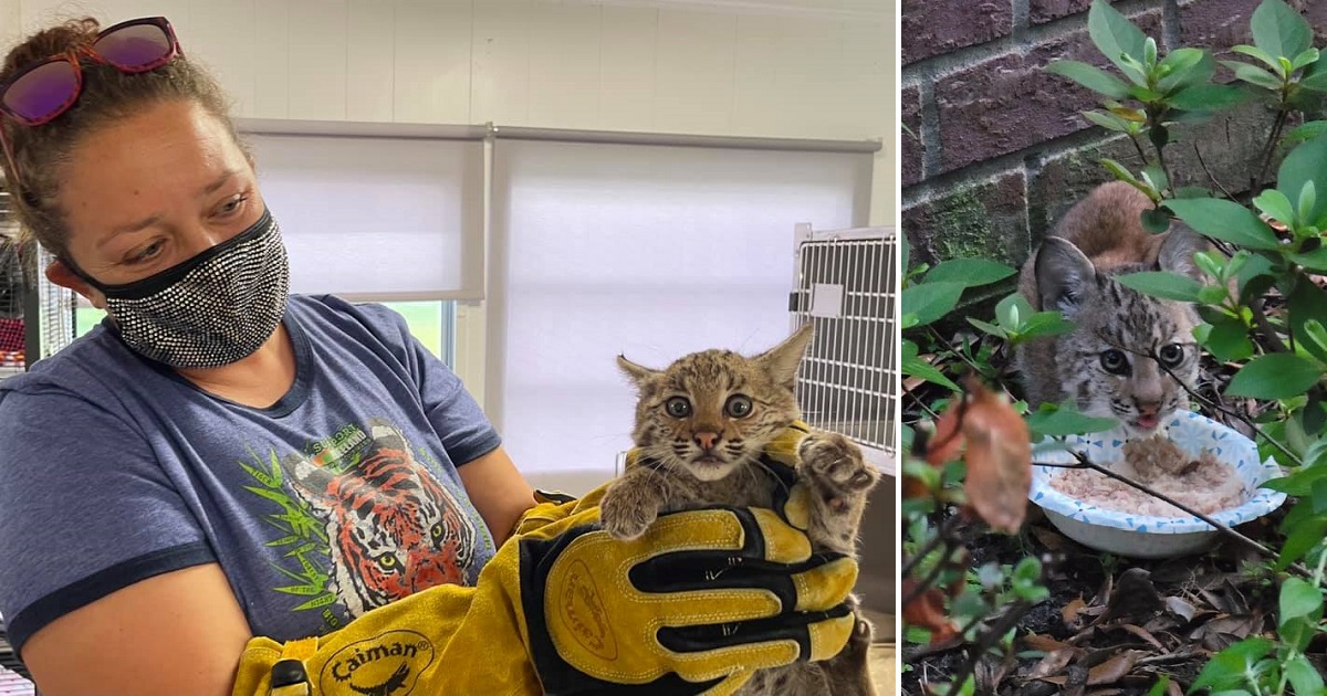 Bobcat kittens! PSE&G workers make furry discovery 