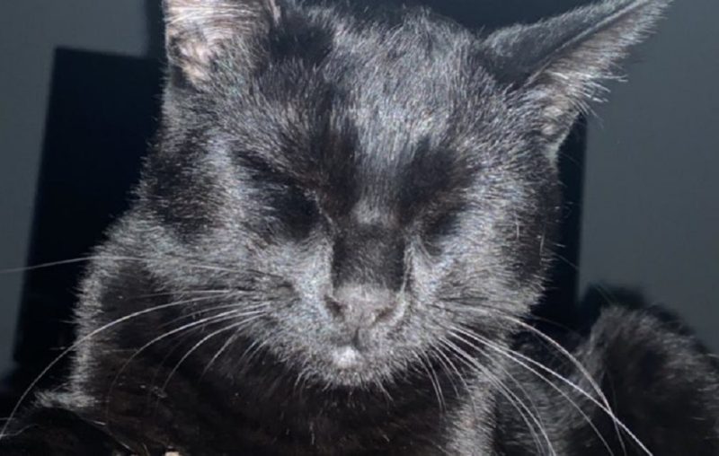 Luckiest Black Cat EVER Found Safe In The Aftermath Of The Surfside ...