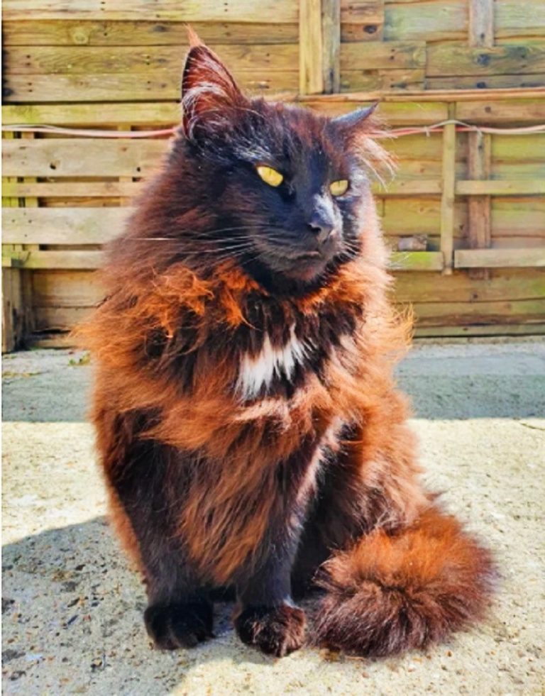 The Amazing (And Beautiful) Reasons Why Your Cat's Fur Can Change Color ...