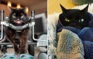 Brutiss the cat