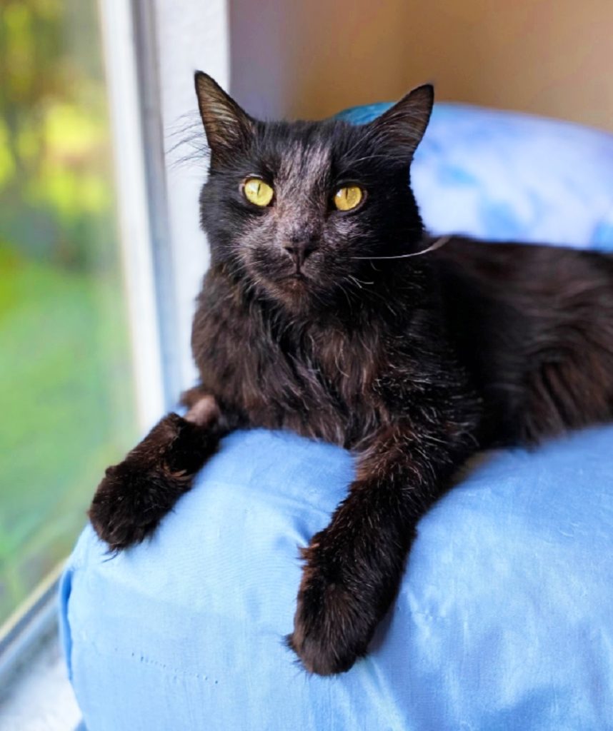 The Amazing (And Beautiful) Reasons Why Your Cat's Fur Can Change Color