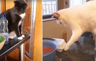 cats swat things to the floor