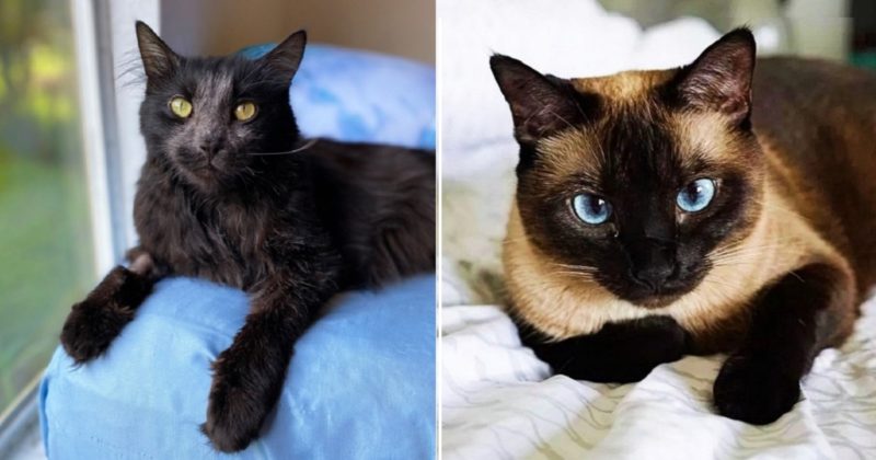 the-amazing-and-beautiful-reasons-why-your-cat-s-fur-can-change-color