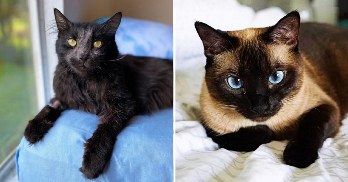 Gorgeous Cat Color Patterns in 2023  Gorgeous cats, Cat colors, Cat breeds