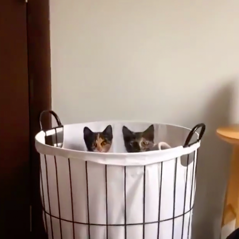 Peeking out of basket