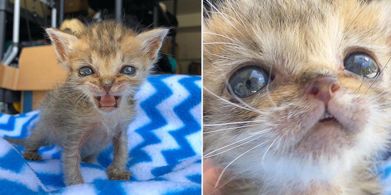 Little Lucy, the Tiny Kitten Born with Hypothyroidism Steals Our Hearts