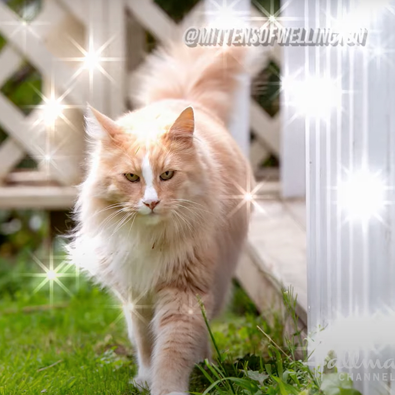 A sparkling photo of the celebrity cat