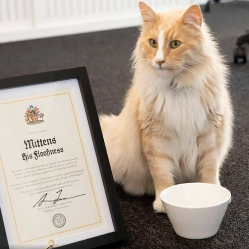 Awarded cat