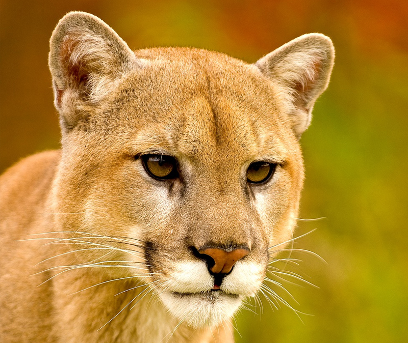 Cougar, Puma