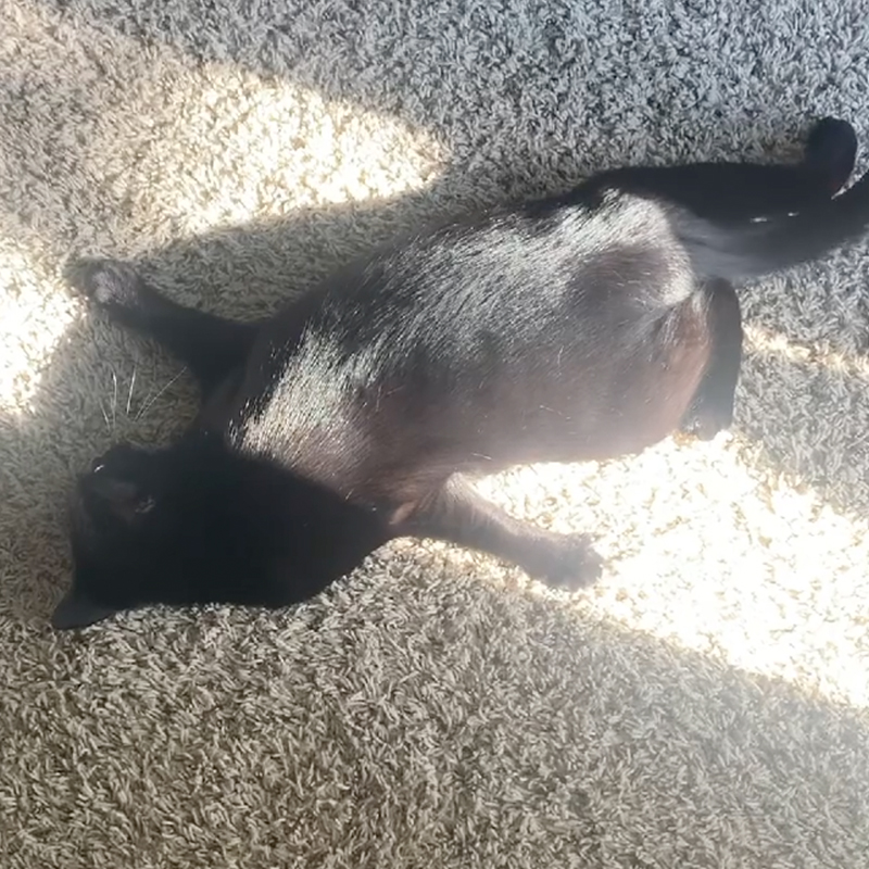 Lucky the Black Cat in a sunbeam