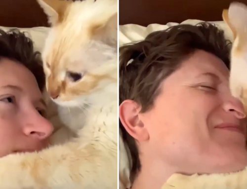 Rick James the Cat Shows How Felines Are Supremely Affectionate