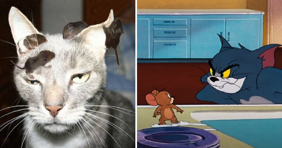 Questionable Confrontation Concerning Cat And Rat Attracts Comparisons To Tom And Jerry