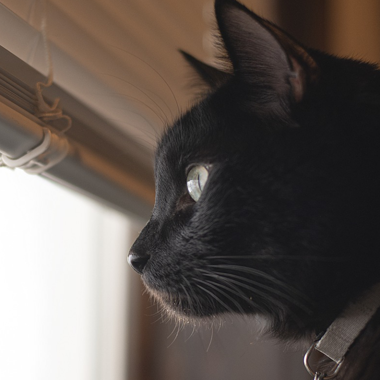 What's the Best Way to Provide Cat Care While On Vacation?