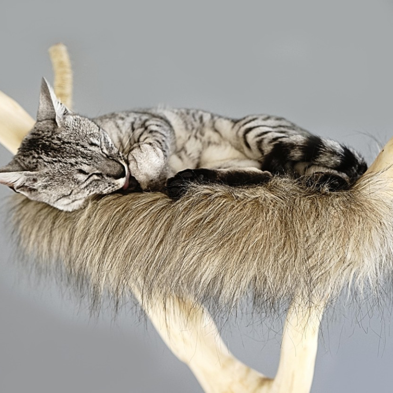 What's the Best Way to Provide Cat Care While On Vacation?