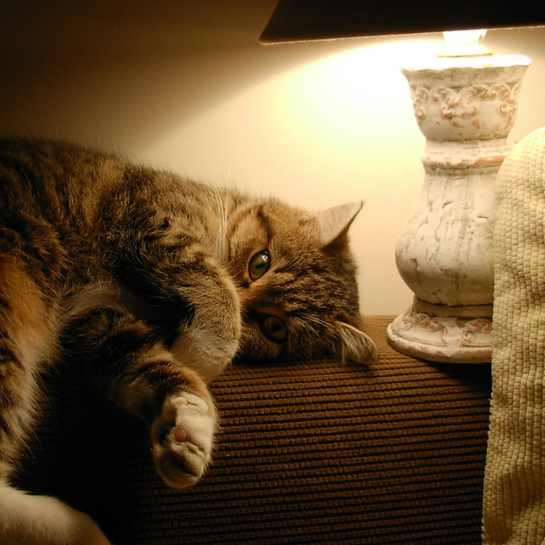 What's the Best Way to Provide Cat Care While On Vacation?