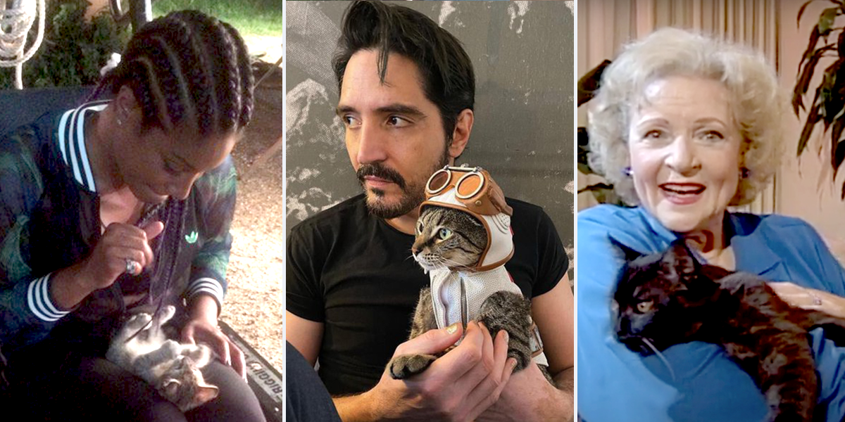 Celebrities Who Don't Mind Sharing the Spotlight with Cats