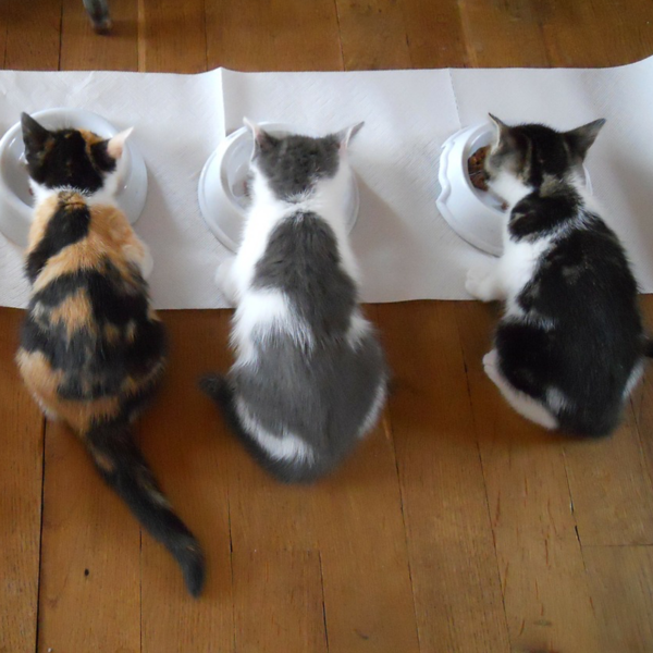 What's the Best Way to Provide Cat Care While On Vacation?