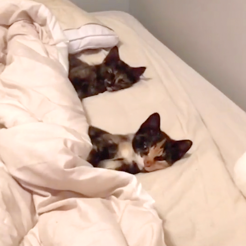 Sister kittens