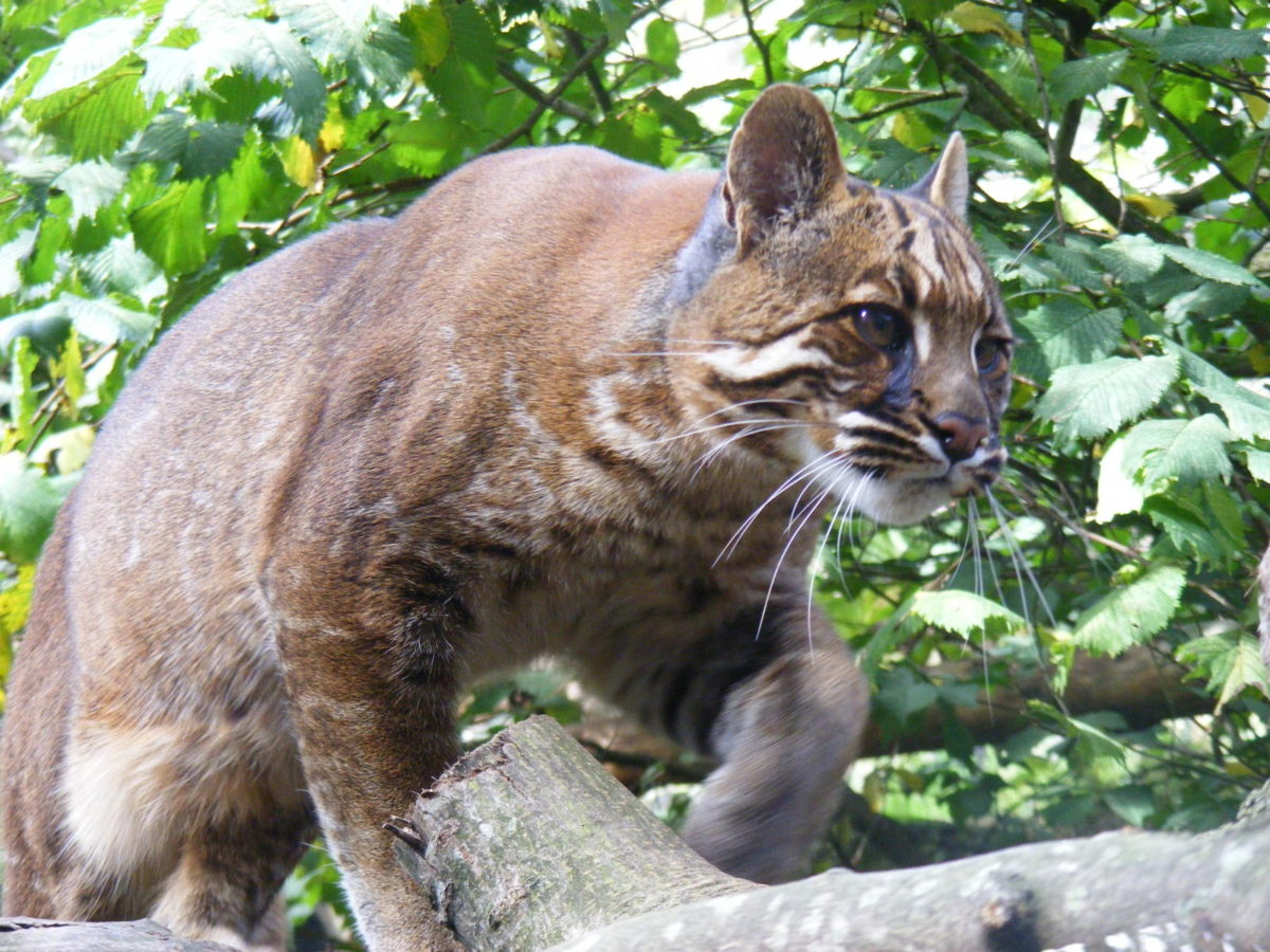 Elusive Asiatic Golden Cat Caught On Camera In Rare Sighting Cole