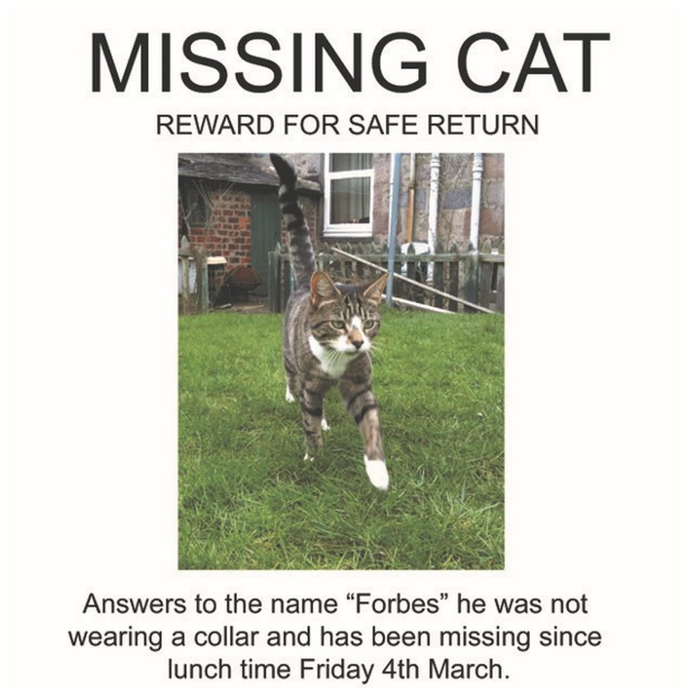 Forbes, missing cat