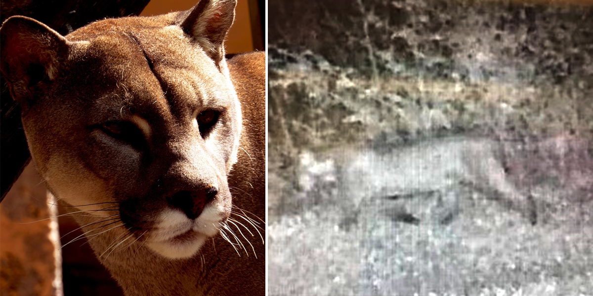 People Keep Seeing Alabama Cougars But Experts Disagree