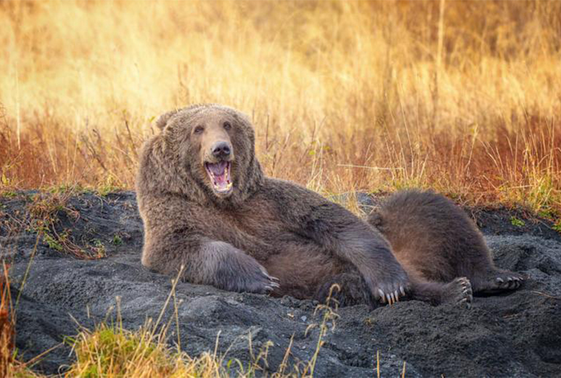 photo by Wenona Suydam of a Kodiak brown bear