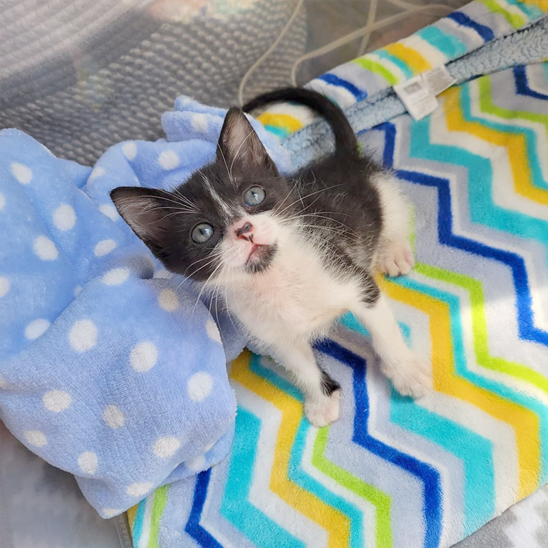 Tiny Paws Fosters