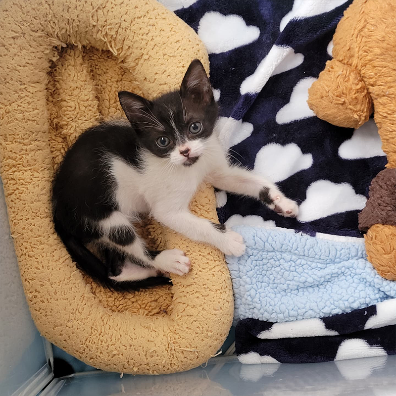 Kitten from Tiny Paws Fosters