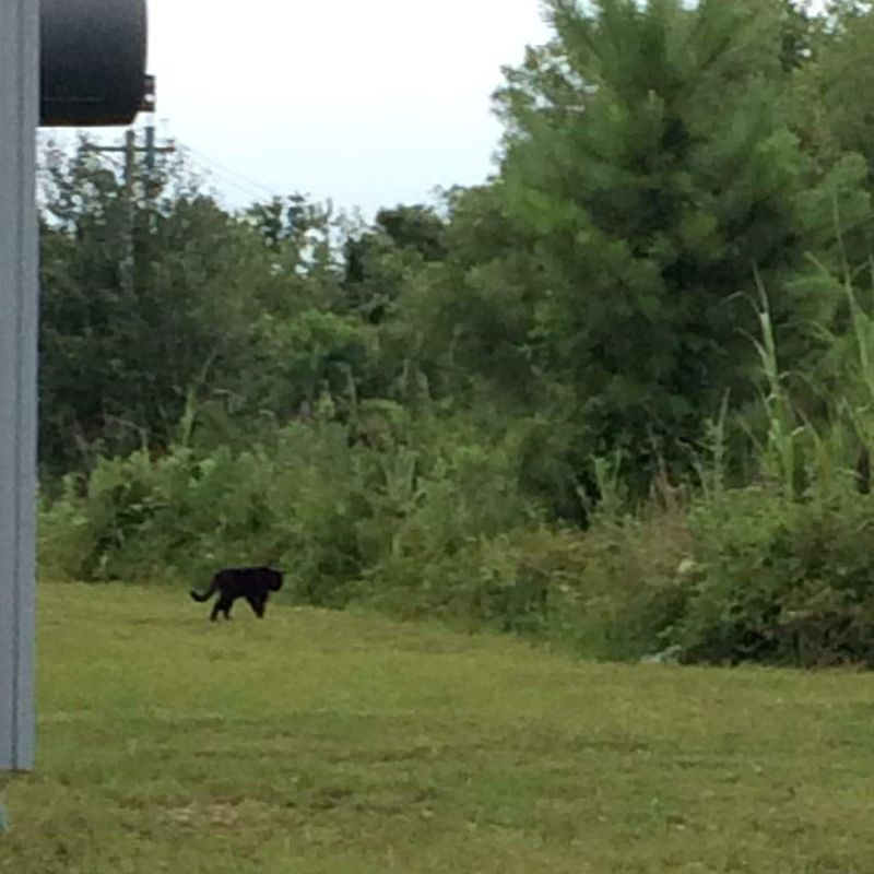 'black panther,' Alabama