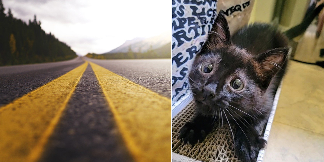 Bounce The Kitten Saved After Tumbling Across A Highway