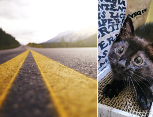 Bounce the Kitten Saved After Tumbling Across a Highway