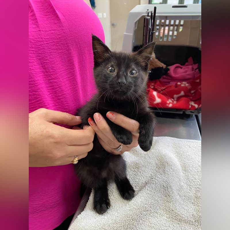 Kitten named Bounce/ SPCA of Wake County