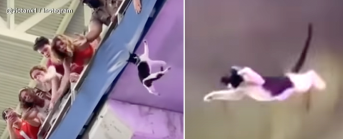 Falling Cat Rescued by American Flag Gets Loudest Cheers in Years
