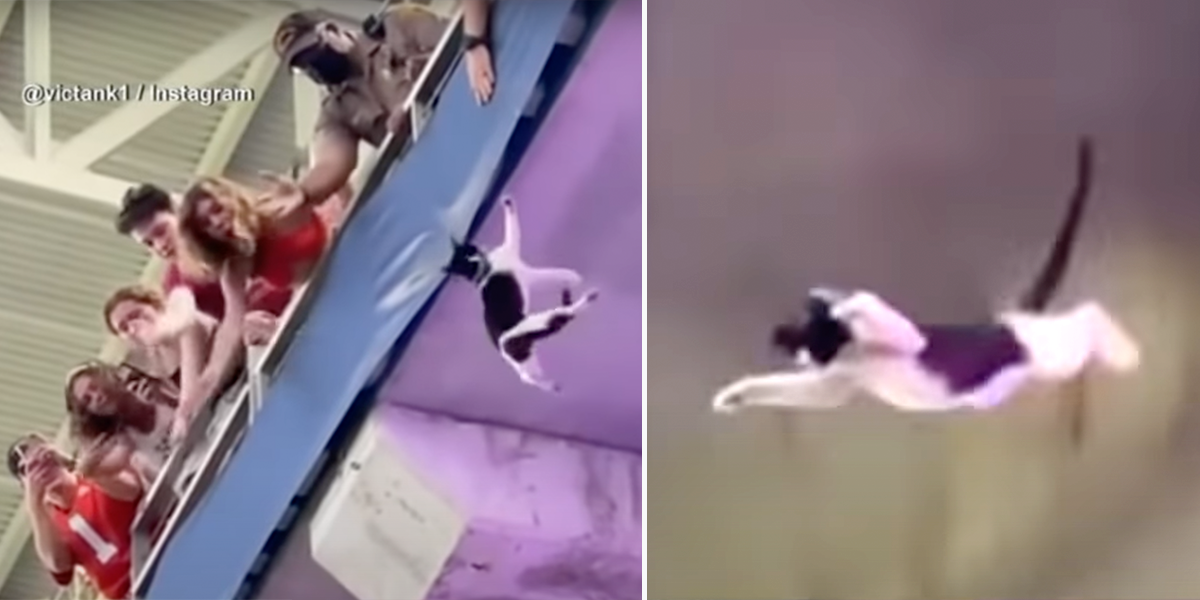 Falling Cat Rescued by American Flag Gets Loudest Cheers in Years