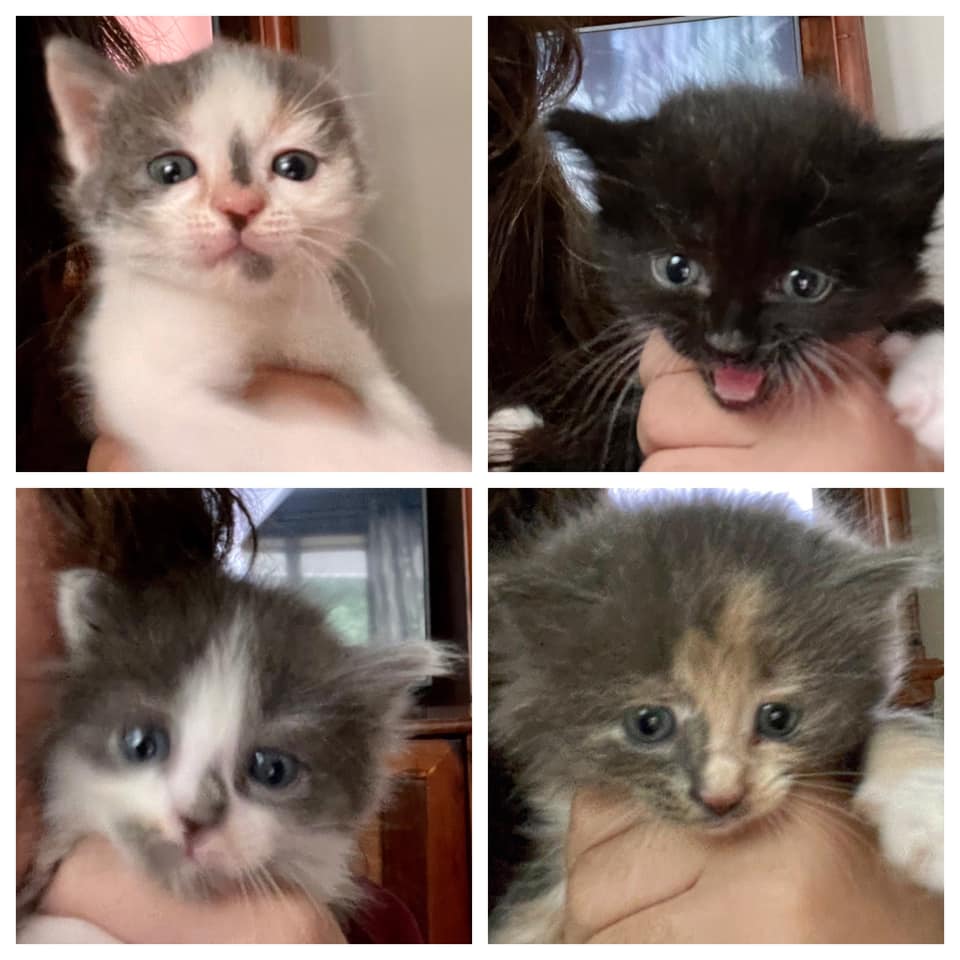 Kittens found in dumpster