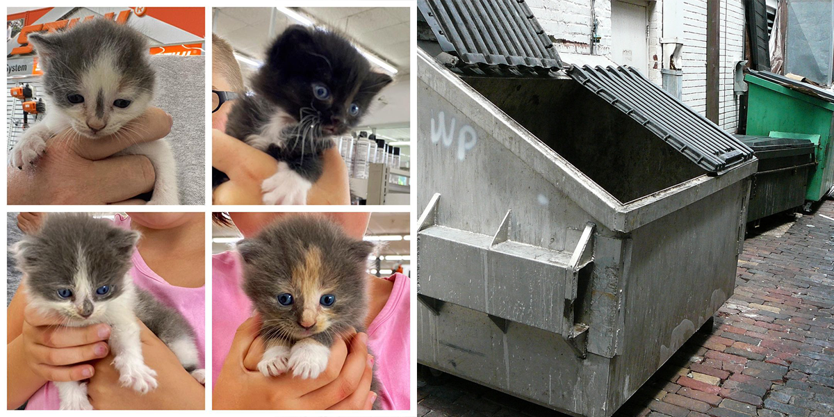 Halfway Home Cat Rescue, eight kittens found in dumpster
