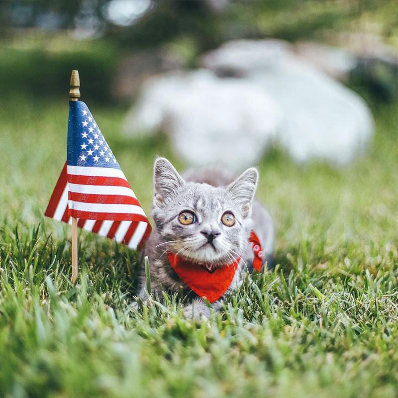 Fourth of July kitten