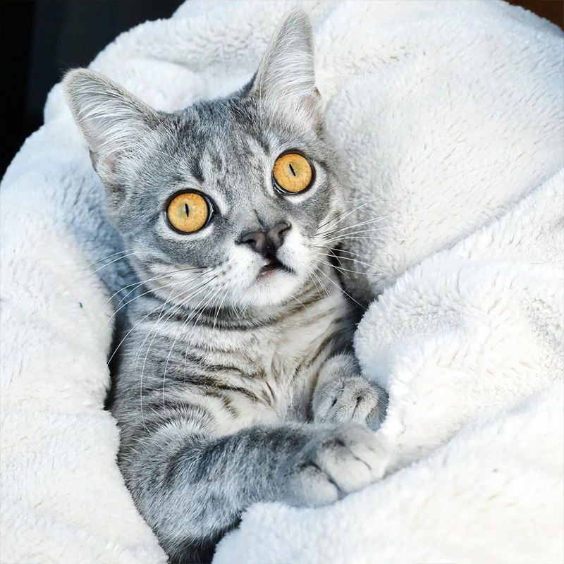 Kitten Jakey with 'lizard eyes'