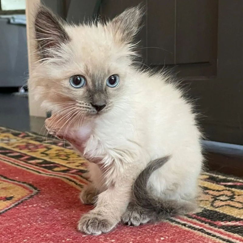 Kitten named Lilibet after surgery for arm amputation