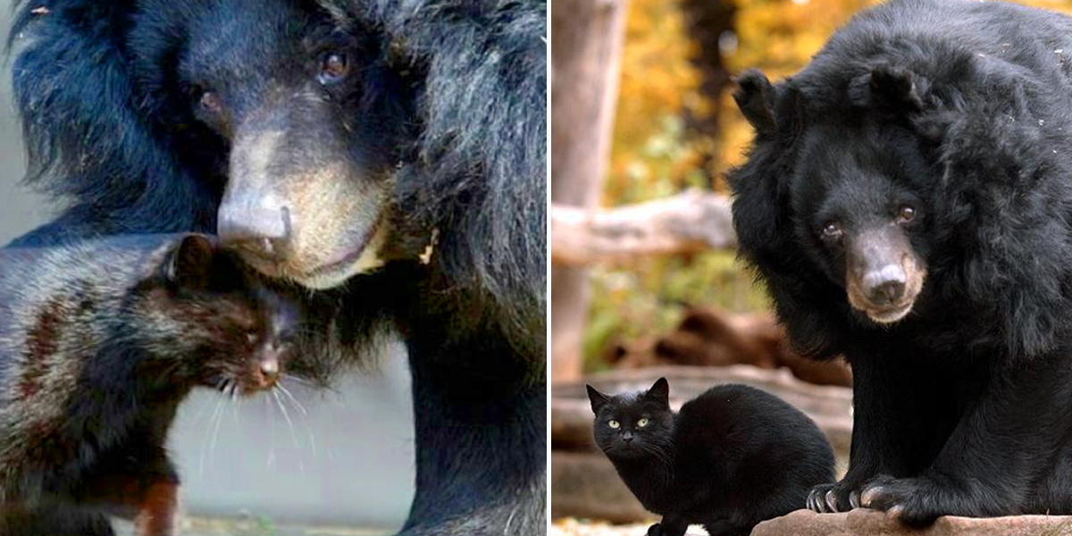 Mäuschen and Muschi, This Black House Cat and Bear Became Zoo Stars