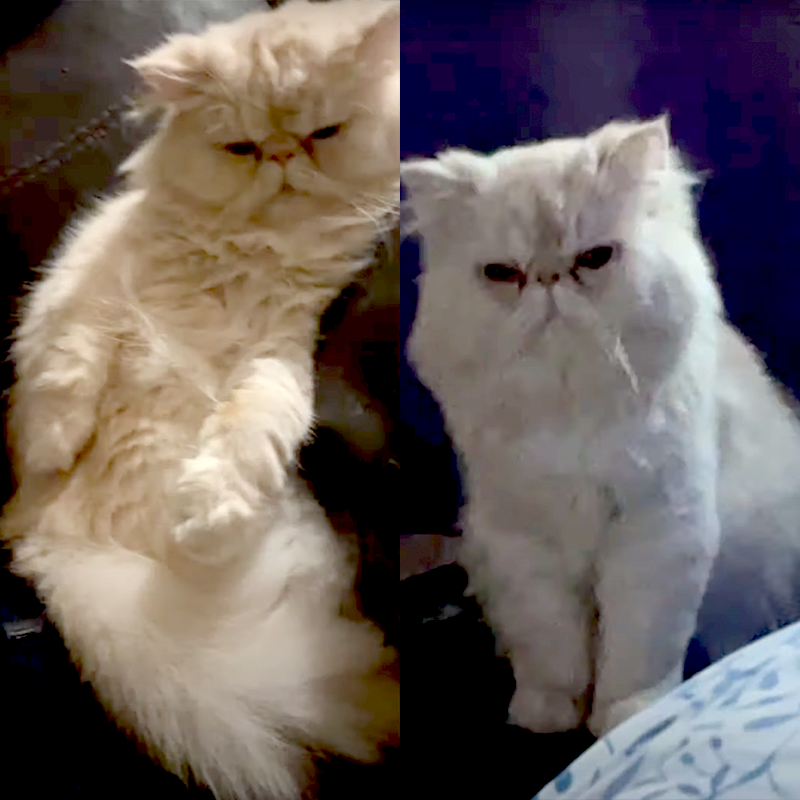 Oliver the Persian