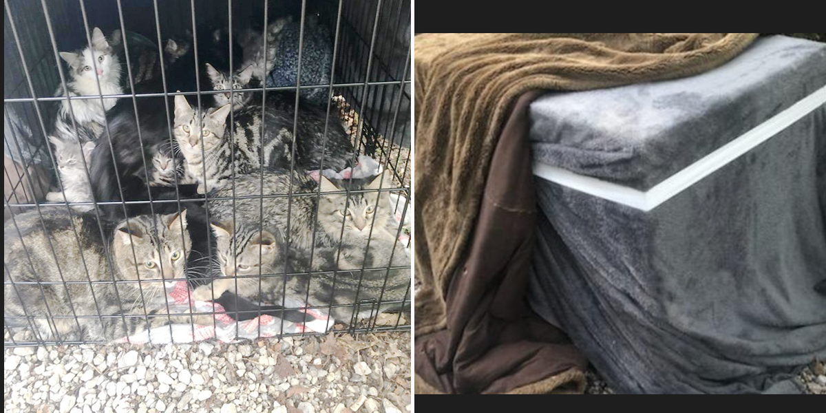 Muncie Animal Care Center, crate of cats and kittens found by river