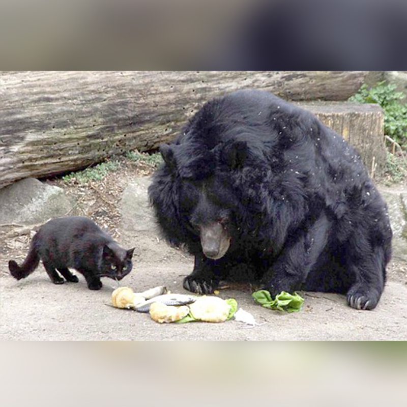 Bear and black house cat eating together