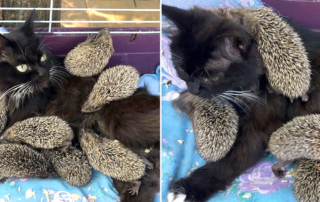 Musya, Mother of Hedgehogs