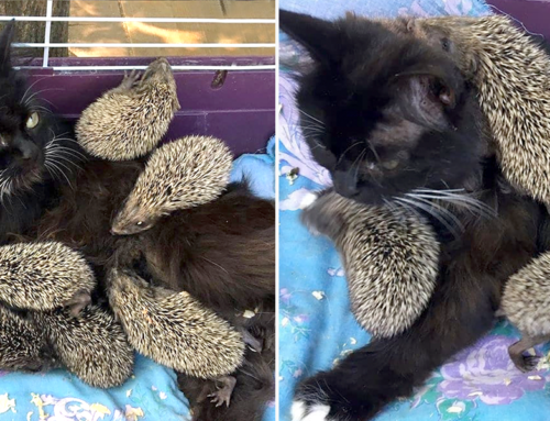 Zoo Cat Musya Becomes World Famous ‘Mother of Hedgehogs’
