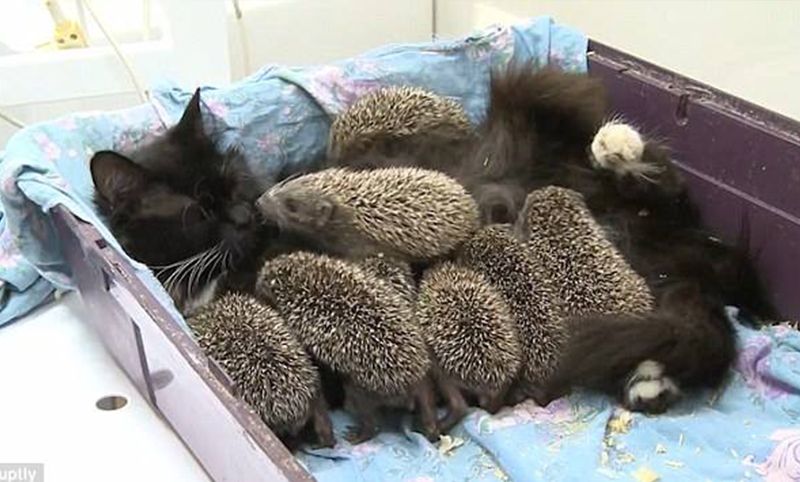 Cat and the hedgehogs