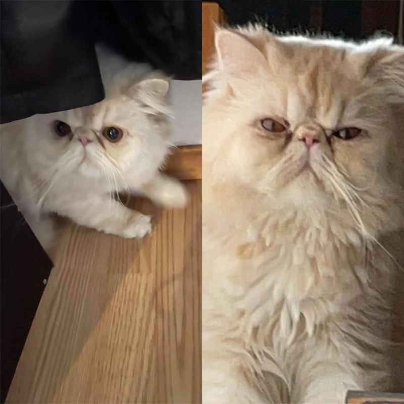 Oliver the Persian