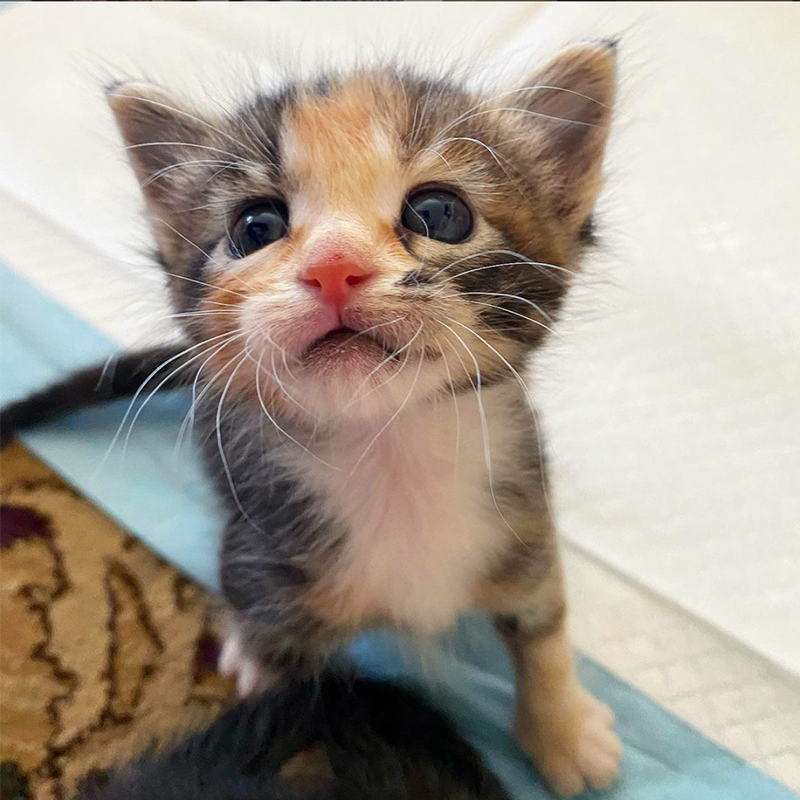Kitten named Petal